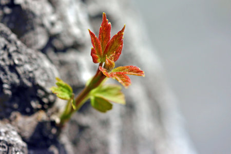A fresh and bright sprout appearing in nature. Symbolizes renewal. growth. and new beginnings....
