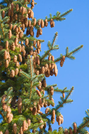Close up of a green fir cone on a fir tree branch, young fir cone showing a green hue with hints of...
