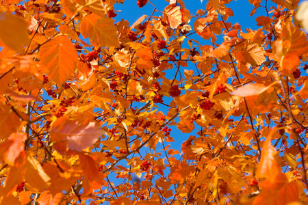 Yellow golden foliage in autumn against a blue sky background. High quality photo