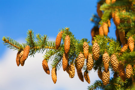 Close up of a green fir cone on a fir tree branch, young fir cone showing a green hue with hints of...