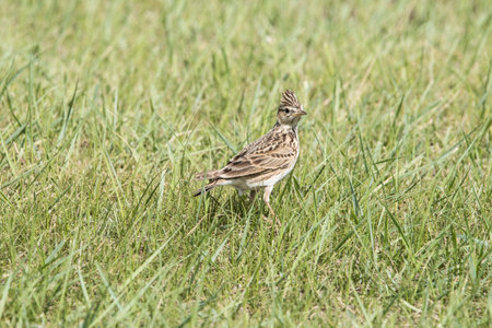 Cute little bird, Beautiful bird. Close up on bird