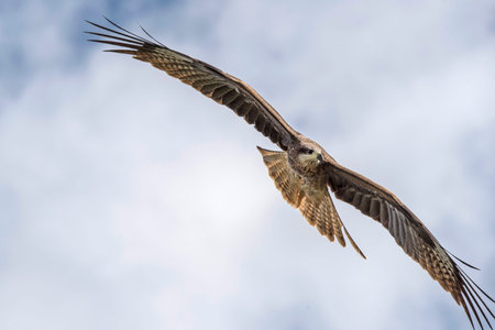 An eagle flies in the sky in the mountains. High quality photo