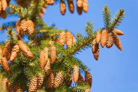 Close up of a green fir cone on a fir tree branch, young fir cone showing a green hue with hints of...