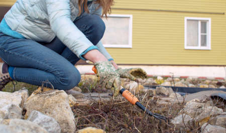 Spring work in the garden. Close up young woman raking last years dry grass on a flower bed. Woman...