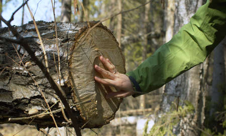 Close up female hand caressing a saw cut tree. She sorrow for tree. Conservationists seeking illegal...