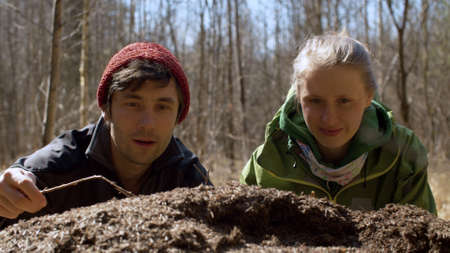 Close up anthill in the forest. Couple sitting nearby and putting sticks in it, watch the small cute ants crawl on the sticks and smiling. Stroll in a spring sunny day. Forest awakeの写真素材