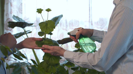 Family take care of houseplants. Hands of two people cleaning leaves of the plant. Man spraying water in it, woman wiping leaves with a cloth. People, nature and plants care conceptの写真素材