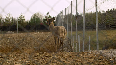 Wild deer in the paddock in countryside. A beautiful and noble animal on thin legs in a corral behind bars. Zoo in the country, captivityの写真素材