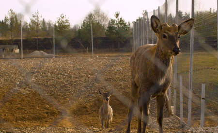 Mom wild deer and her kid in the paddock in countryside. Sad deer with sawn horns behind the fence. Zoo in the countryの写真素材