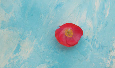 Close up red poppies on a blue background. The wind flutters the petals. Macro shooting, top viewの写真素材