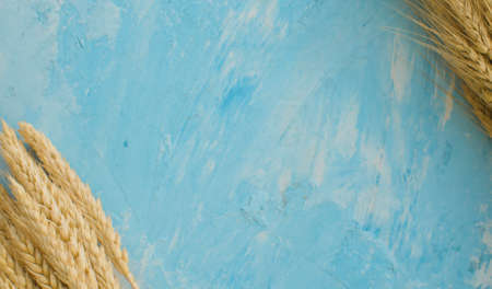 Close up sheaf of ripe rye ears. Raw cereals macro on blue background. Top viewの写真素材