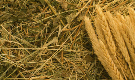 Close up sheaf of ripe rye ears. Raw cereals macro on fresh hay background. Top view