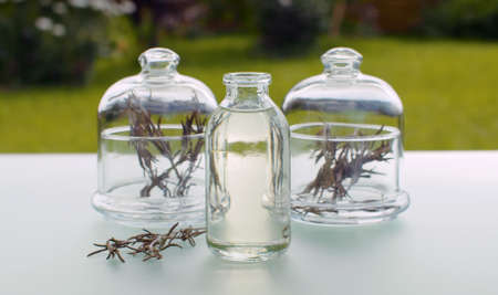 Close up rosemary leaves and base oil. Leaves in glass jars on the table. Healing herbs. Plants for cosmetology, pharmacy and aromatherapyの写真素材