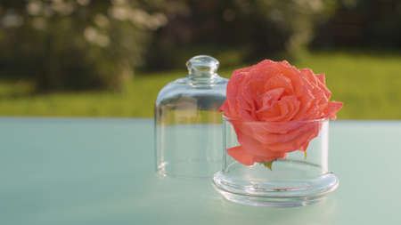Close up rose flower in in water drops on a glass table outdoors. Skin care and aromatherapy concept. Macro shooting, camera slowly moving on slider. Dolly shot.の写真素材