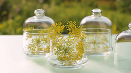Close up dill or fennel flowers in glass jars on the table in the garden. Healing herbs. Natural pharmacy and aromatherapy concept. Closeup shot with slide or move camera.の写真素材