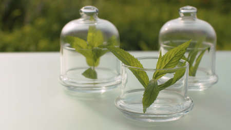 Close up peppermint leaves in glass jars on the table in the garden. Healing herbs. Plants for cosmetology, pharmacy and aromatherapy. Closeup shot with slide or move camera.の写真素材