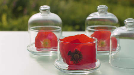 Close up poppy flowers in glass jars on the table in the garden. Healing herbs. Plants for cosmetology, pharmacy and aromatherapy. Closeup shot with slide or move camera.の写真素材