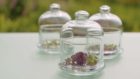 Close up thyme flowers in glass jars on the table in the garden. Healing herbs. Natural pharmacy and aromatherapy concept. Closeup shot with slide or move camera.の写真素材
