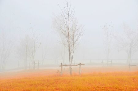 backgroundの写真素材