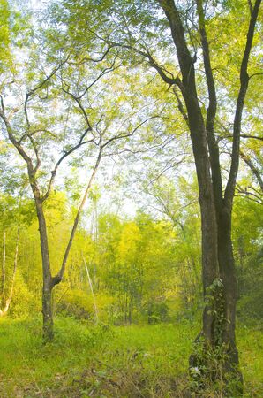 forestの写真素材