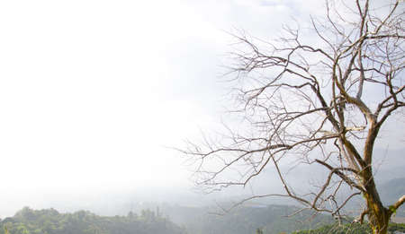 branch and fog の写真素材