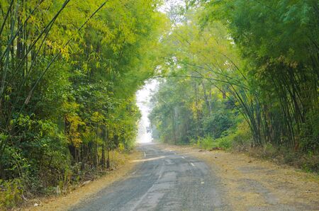 road forestの写真素材