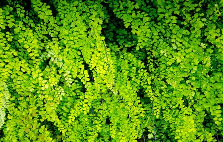 plant backgroundの写真素材