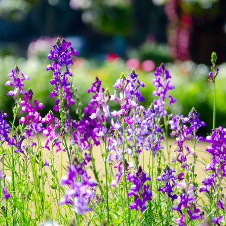 Purple tropical flowerの写真素材