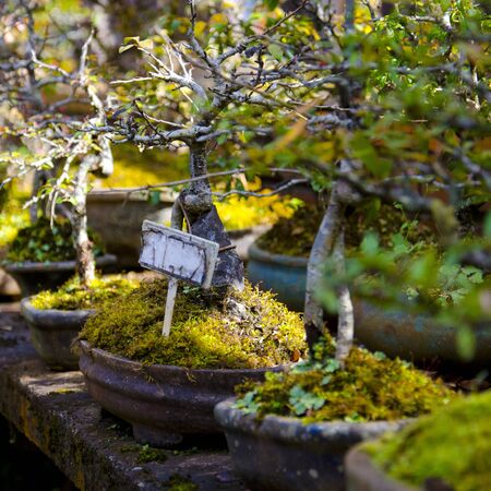 tree の写真素材