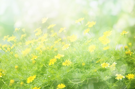 summer background, bright blurの写真素材