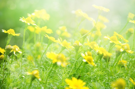 white flowers on green backgroundの写真素材