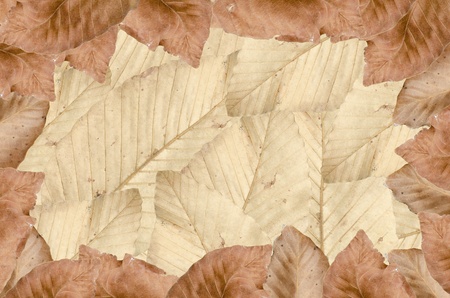 Dry leaves autumn backgroundの写真素材