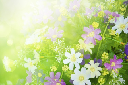 summer background, bright blurの写真素材