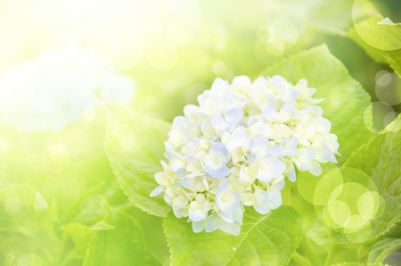 Abstract spring backgroundの写真素材