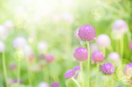 Spring Purple Flowers in the Bright Sunlightの写真素材