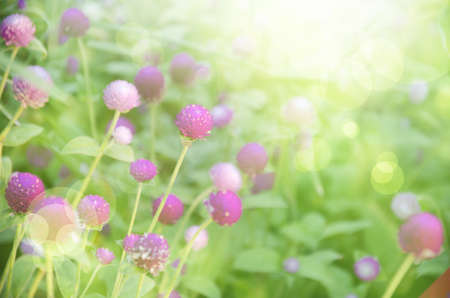 Spring Purple Flowers in the Bright Sunlightの写真素材