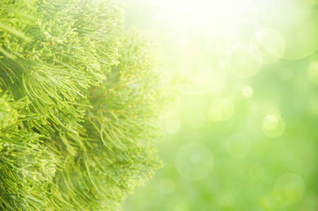 Fir tree on colorful backgroundの写真素材