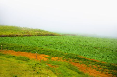Mountain Lettuce Farmingの写真素材