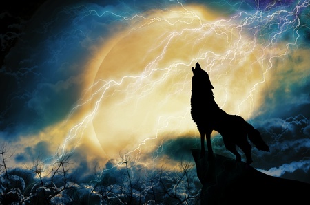 wolf in silhouette howling to thunderstormの写真素材
