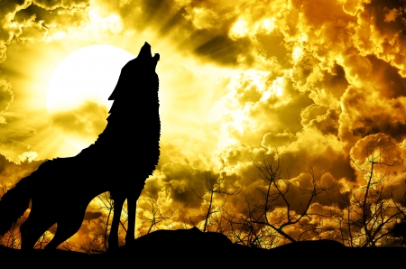 wolf howling at the sunsetの写真素材
