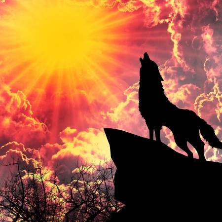 wolf in silhouette howling to the full moonの写真素材