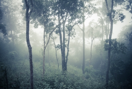 misty forest after rainの写真素材