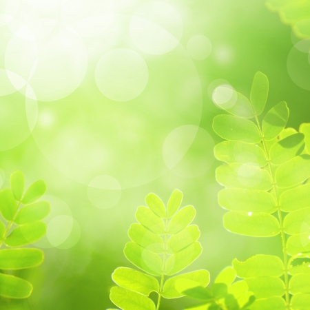 fresh and green leavesの写真素材