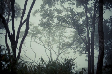 trees in dark forestの写真素材