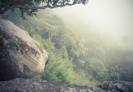 Tree and stone on foggy forest.の写真素材
