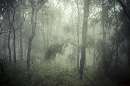 green forestの写真素材