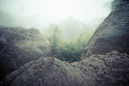 Tree and stone on foggy forest.の写真素材