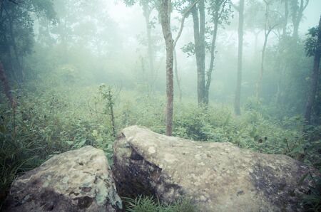 green forestの写真素材
