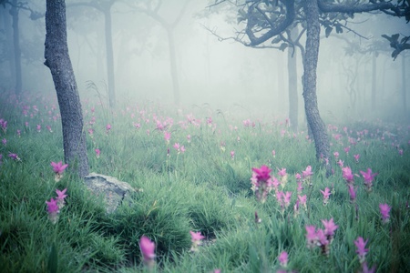 flower Wild siam tulips blooming in the jungleの写真素材