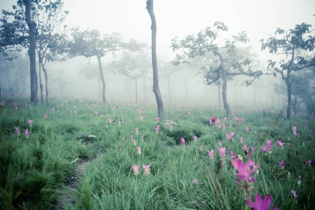 flower Wild siam tulips blooming in the jungleの写真素材